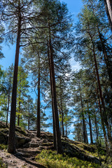 Nadelwald, Nadelbäume in wilder Natur