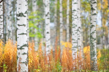 Birch tree (Betula pendula) trunks in autumn scenery.