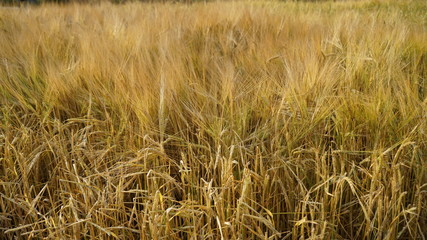 Поле ячменя