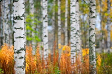 Birch tree (Betula pendula) trunks in autumn scenery.