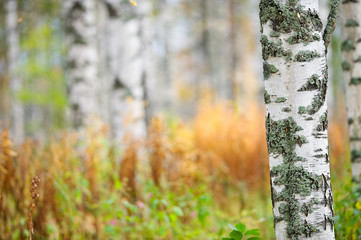 Obraz premium Birch tree (Betula pendula) trunks in autumn scenery.