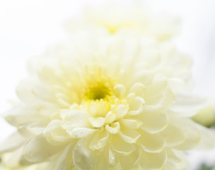 White chrysanthemum flower