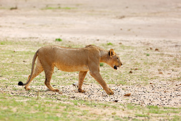 Naklejka na ściany i meble Lioness (Panthera leo krugeri) is walking it the savanna and looking for the rest of the lion pride. African lion in the desert.