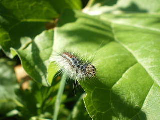 Raupe auf Blatt
