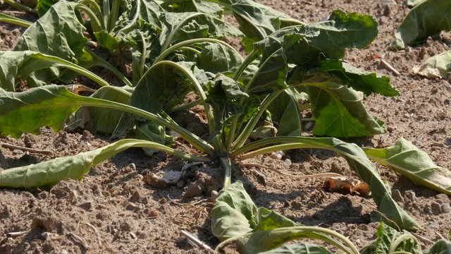 Close up of a dry sugar beet plant during a drought