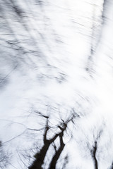 Blurred silhouettes of the bare treetops