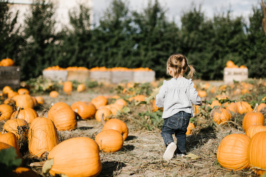 Toddler walking through pumpkin patch