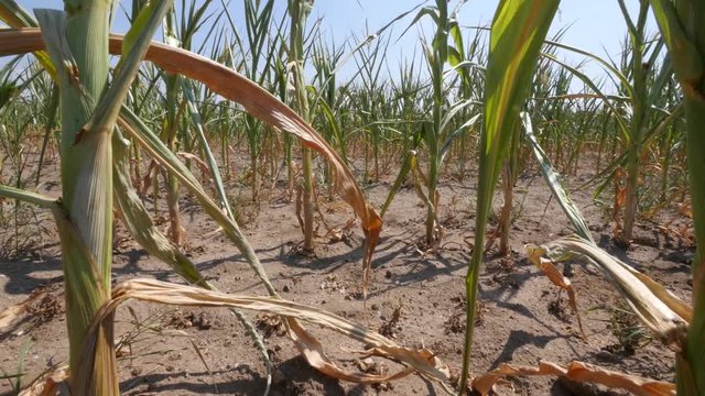 Close up of dry corn plants during a drought
