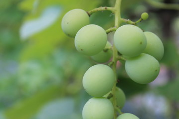 cultivation of grapes, grapes, harvest of grapes, ripening of grapes
