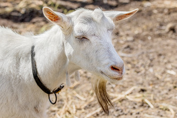  pet a white goat without horns.