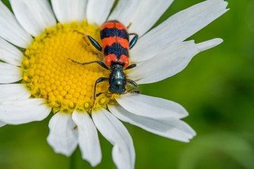 Black with white spots the beetle sits on a white daisy.
