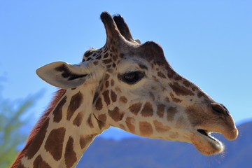 Giraffe closeup