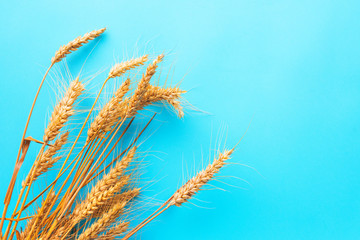 Obraz premium Ripe ears of wheat on blue background
