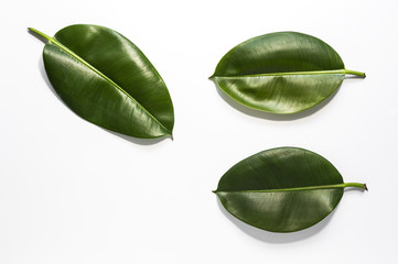 Leaf of tropical plant.Isolated