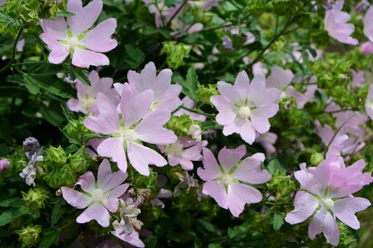 Delicate pink flower lavatera 