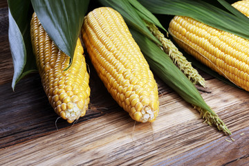 Fresh corn on cobs on rustic wooden table.