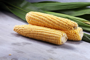 Fresh corn on cobs on rustic stone table