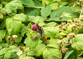 Raspberry bush, a beautiful butterfly sitting on a ripe red berry