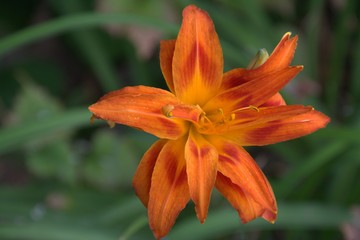 Fleur orange jardin