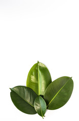Fototapeta premium Leaf of tropical plant.Isolated