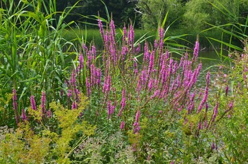 Rosa Wildblumen blühen im Sommer am Teich