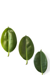 Leaf of tropical plant.Isolated