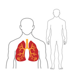 Lungs and human body outline on white background