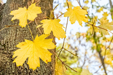 Yellow maple leaves on a branch in an autumn forest