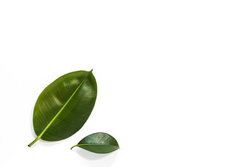 Fototapeta na wymiar Leaf of tropical plant.Isolated