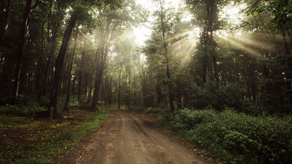 Road in enchanted forest