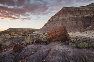 Petrified Wood