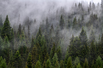 Evergreen trees in the Mist, Northern Idaho