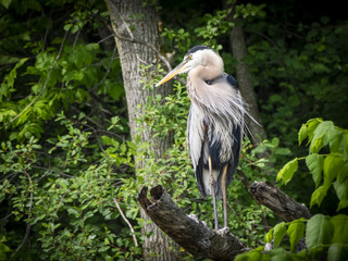 Fototapeta premium Great Blue Heron 