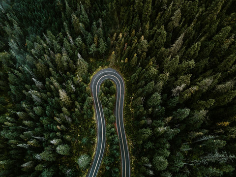 Switchback through evergreens