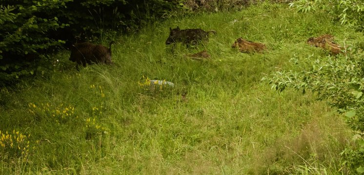 cinghiali in fuga verso il bosco con piccoli di poche settimane