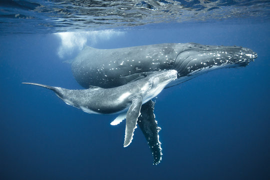Humpback whale swimming with calf in sea