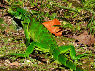 Amazing Iguana
