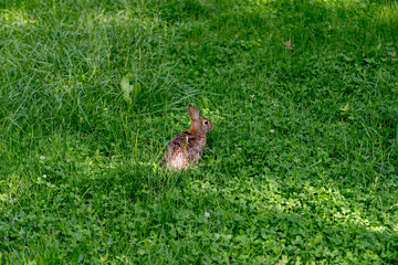 Local wild garden rabbit