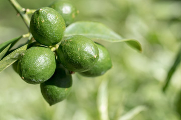 Unripe lemons looks like limes