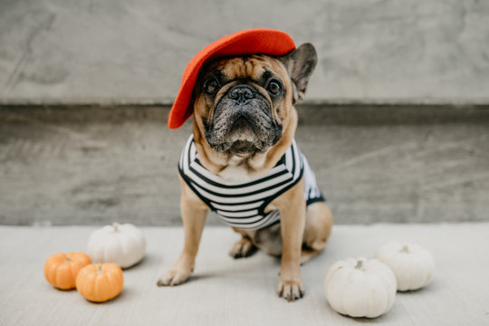 French Bulldog Dressed Up in a French Costume Striped Shirt and Red Beret