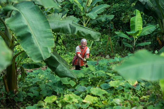 Karen people in his vegetable garden