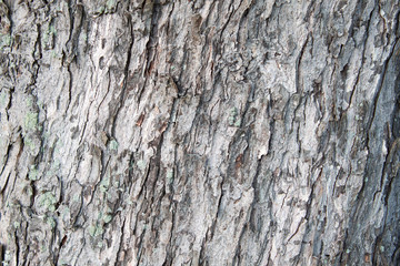 Tree bark with green moss background texture, closeup.