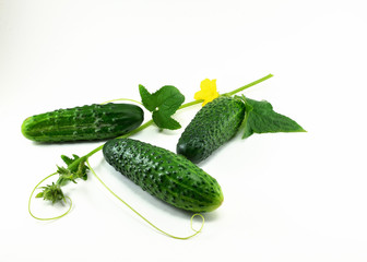 Three ripe young, green cucumbers and a sprig with a flower.