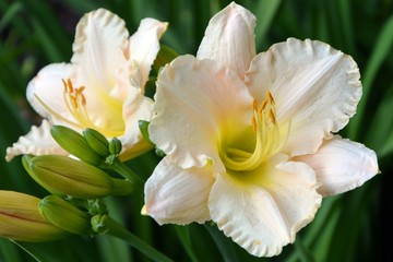 Bright colorful white with yellow flower hemerocallis shines in the sun in the garden.