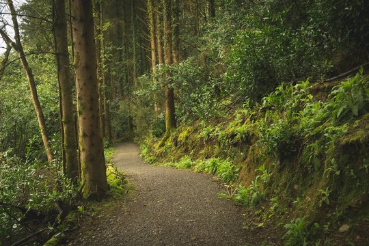 Fototapeta Track passing through lush forest