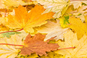 Naklejka na ściany i meble Autumn background of brown and yellow maple leaves