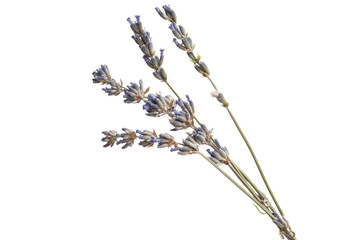 dry lavender isolated