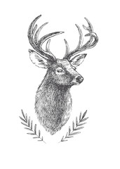 Obraz premium Vector vintage deer head in engraving style. Hand drawn illustration with animal portrait isolated on white