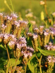 bienennahrung    phacelia feld