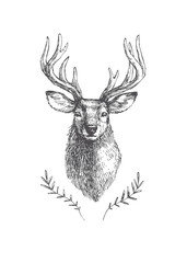 Vector vintage deer head in engraving style. Hand drawn illustration with animal portrait isolated on white